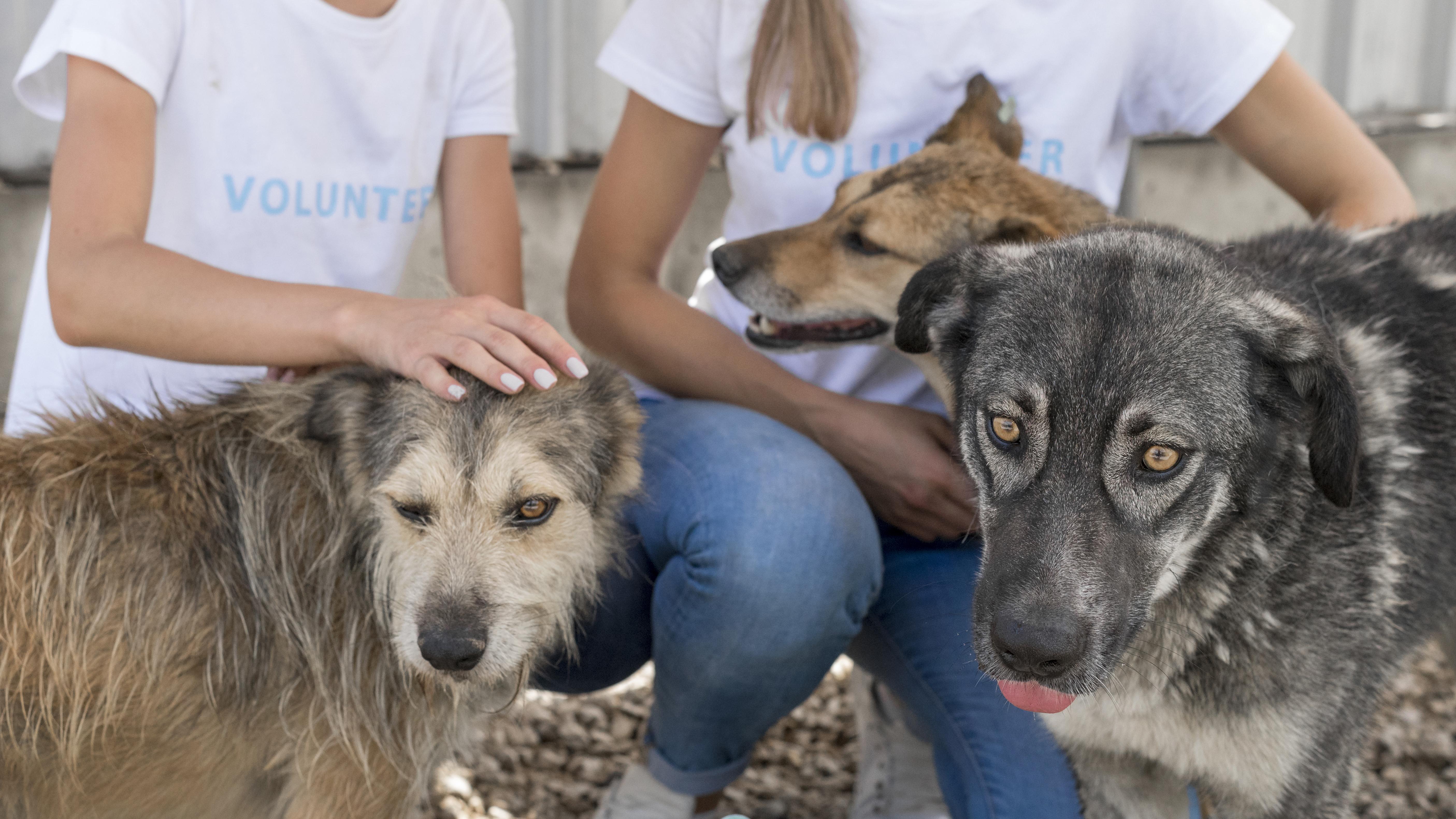Diversos projetos em tramitação na Alece garantem direitos aos animais no Ceará
