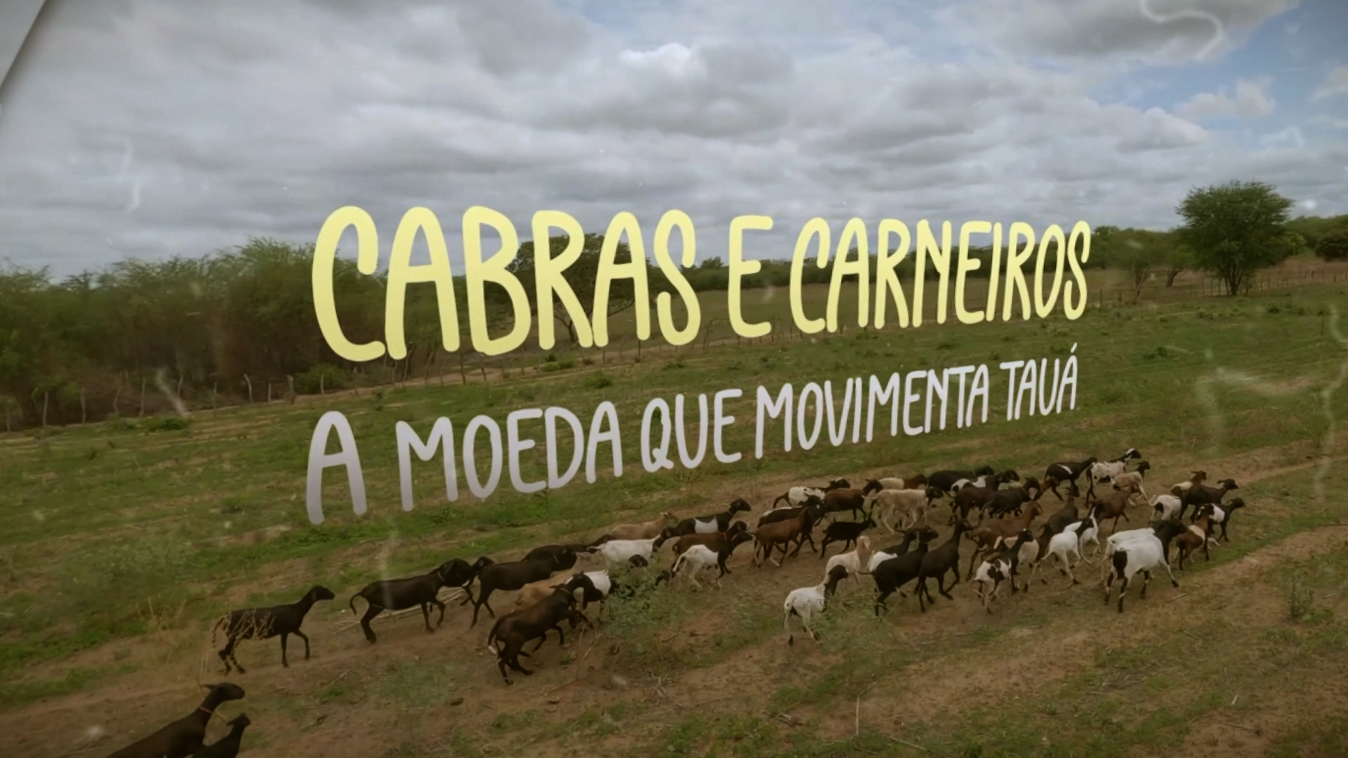 Repórter Assembleia mostra a criação de cabras e carneiros no município de Tauá