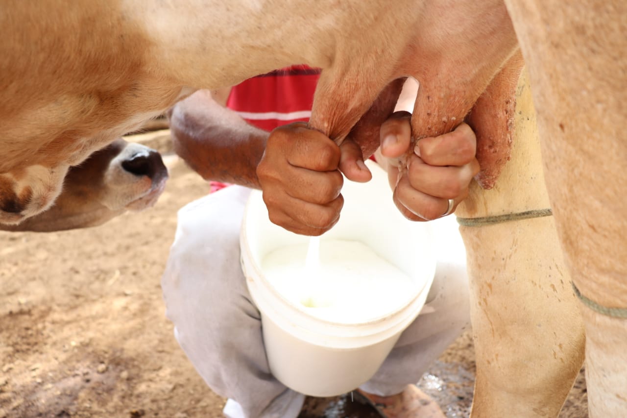 Cadeia produtiva do leite no Ceará é tema de audiência pública da Comissão de Agropecuária