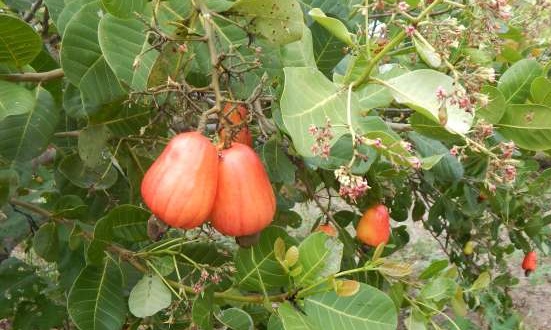 Cajucultura enfrenta desafios em razão de barreiras tarifárias
