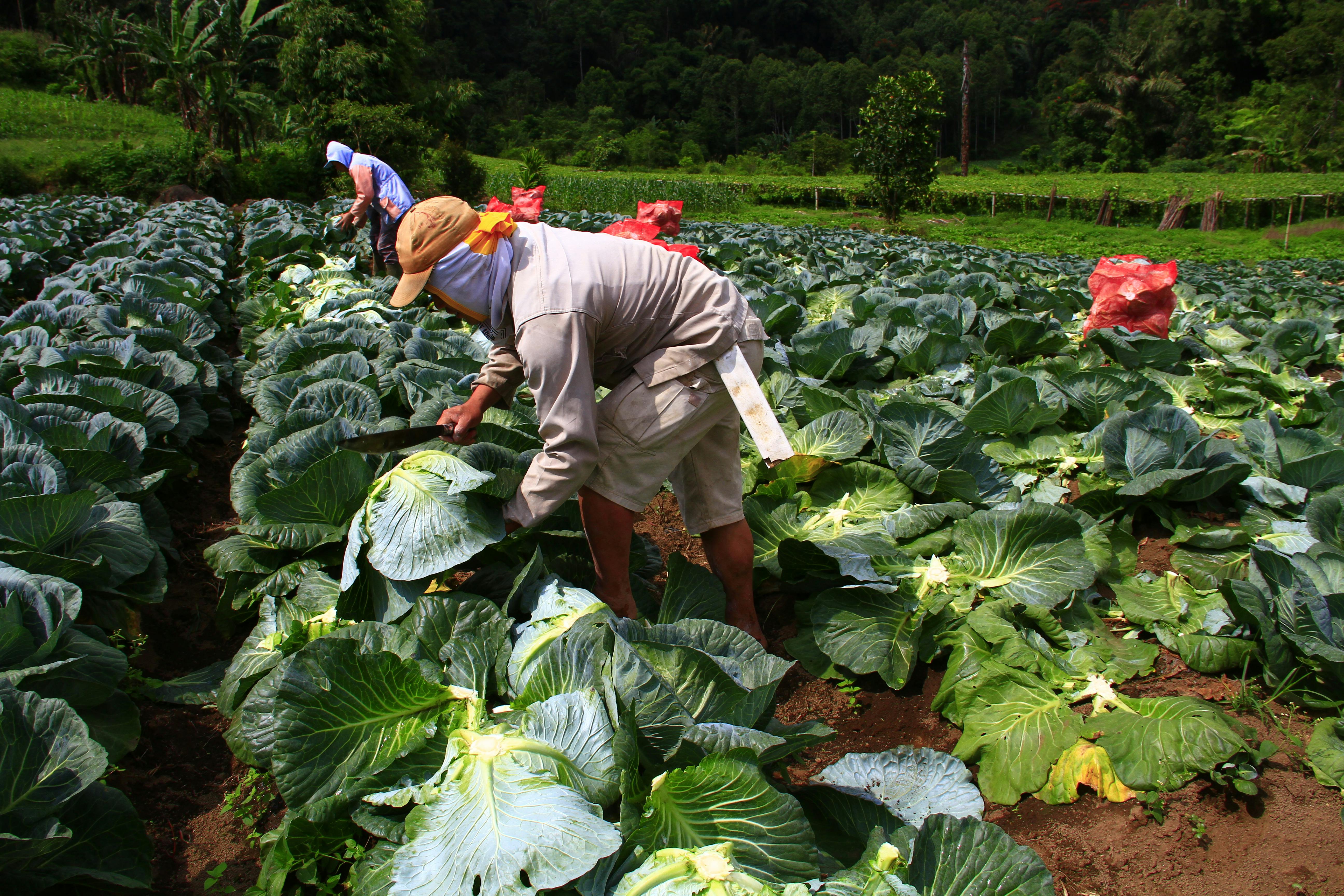 Alece debate acesso de cooperativas da agricultura familiar ao PNAE e PAA