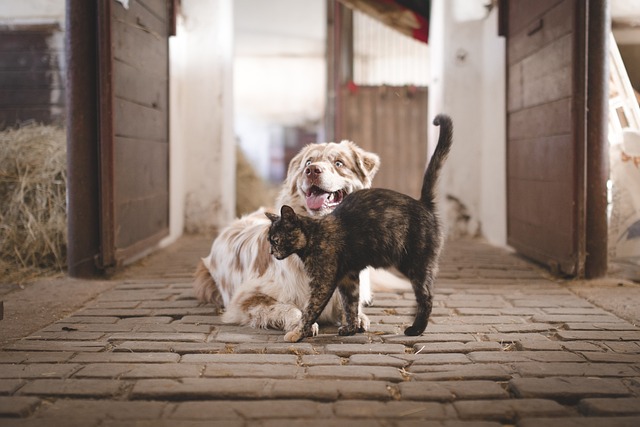 Leis propostas por parlamentares fortalecem a proteção animal no Ceará