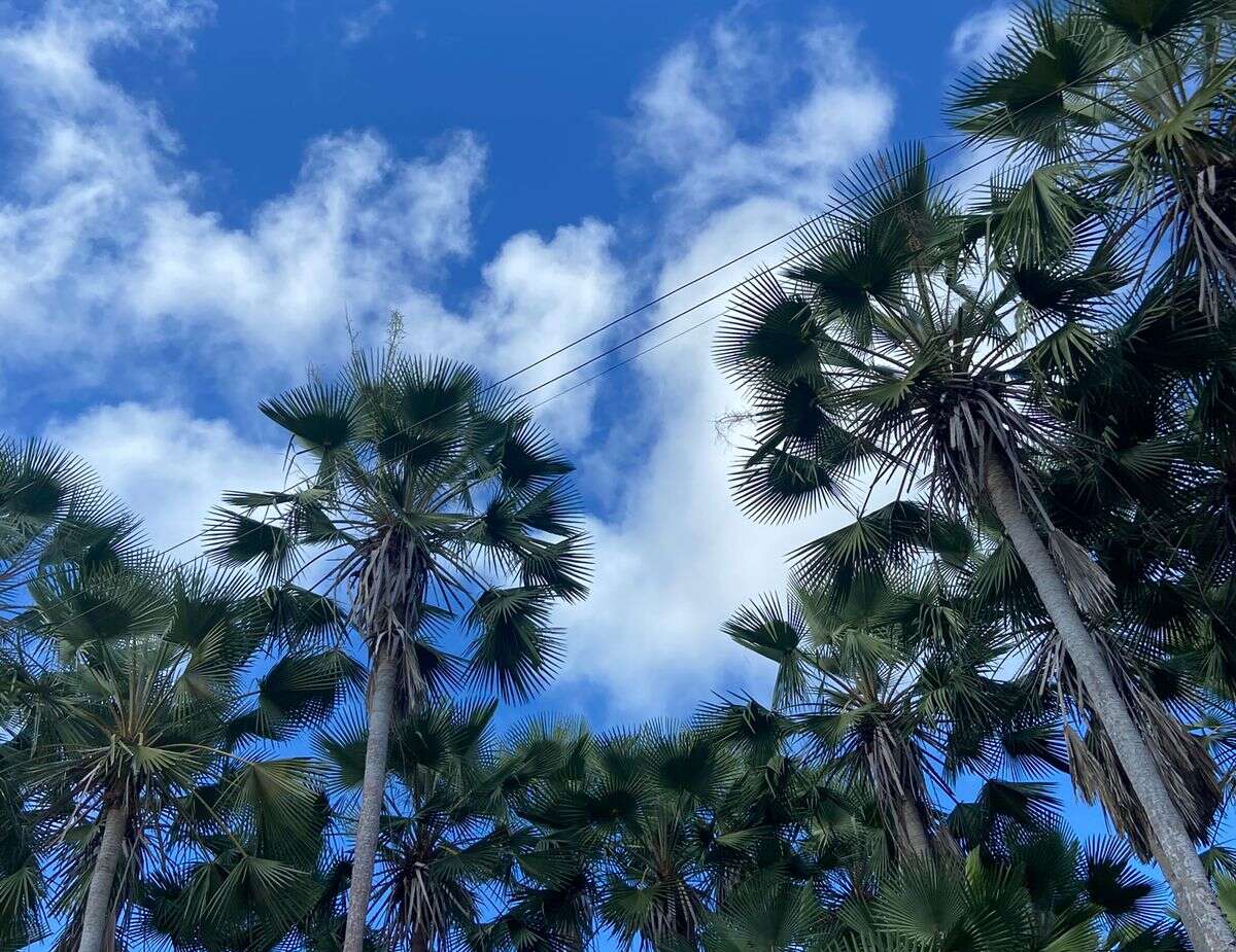 Os desafios no extrativismo da carnaúba no Ceará serão debatidos em audiência