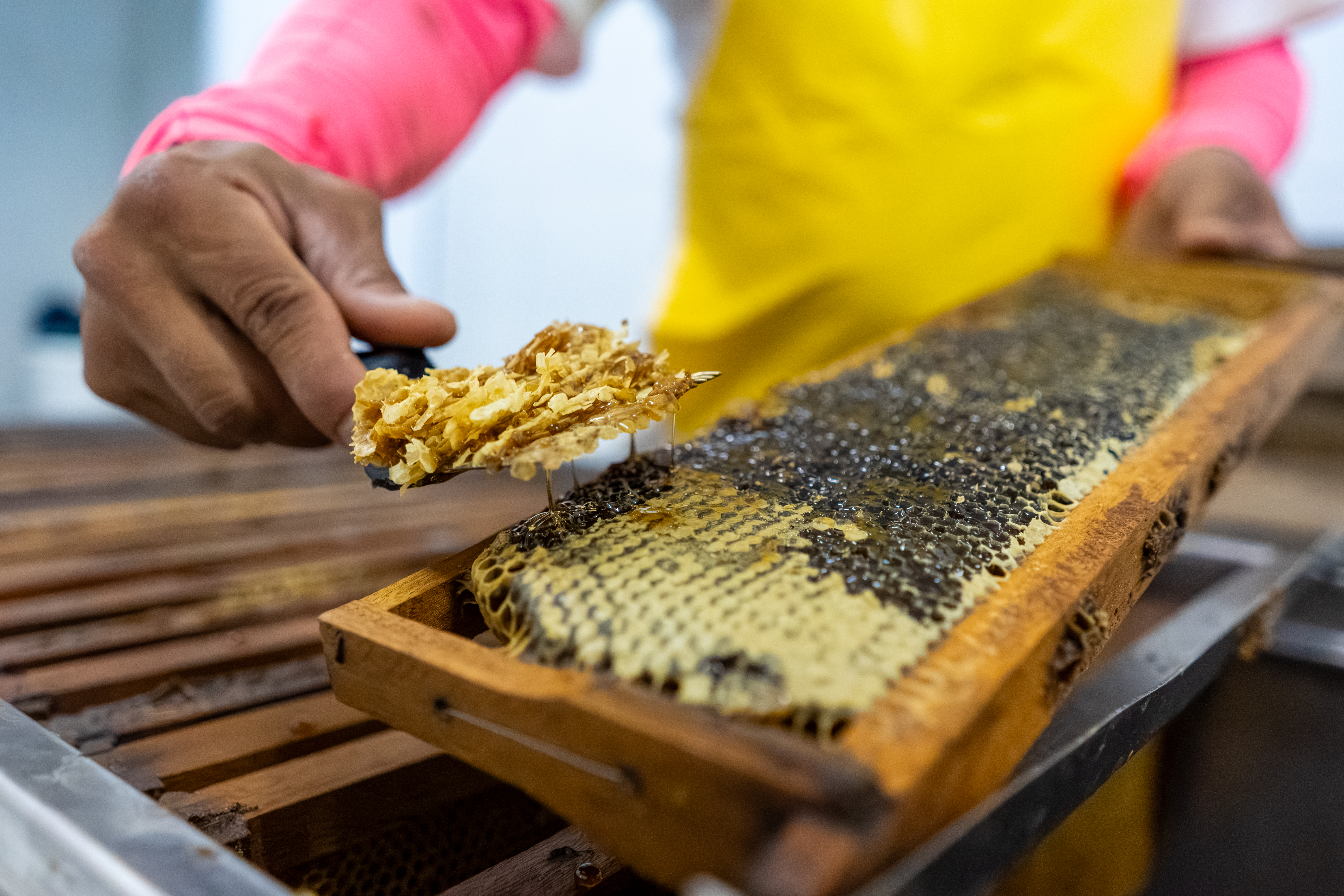 Processo de retirada dos favos para centrifugar o mel de aroeira