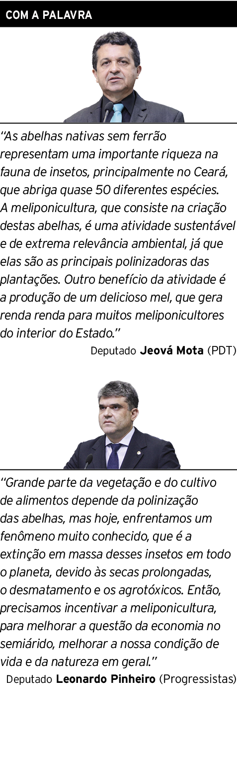 COM A PALAVRA   As abelhas nativas sem ferrão representam uma importante riqueza na fauna de insetos, principalmente    