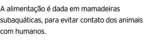 A alimentac a o e  dada em mamadeiras subaqua ticas, para evitar contato dos animais com humanos 