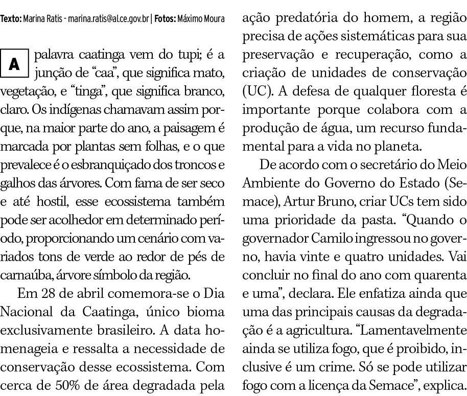 Texto: Marina Ratis - marina ratis al ce gov br   Fotos: Máximo Moura palavra caatinga vem do tupi; é a junção de  ca   