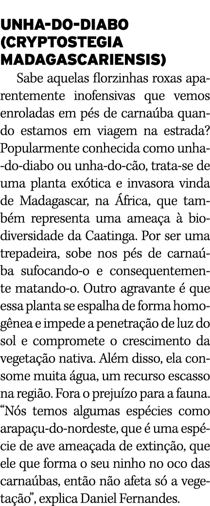Unha-do-diabo (Cryptostegia madagascariensis) Sabe aquelas florzinhas roxas aparentemente inofensivas que vemos enrol   