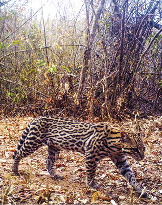 M2E65L205-205R382B323