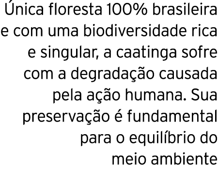 Única floresta 100% brasileira e com uma biodiversidade rica e singular, a caatinga sofre com a degradação causada pe   